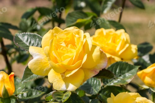 Preview: rose bush, yellow, fresh beautiful roses on a summer day in the botanical garden