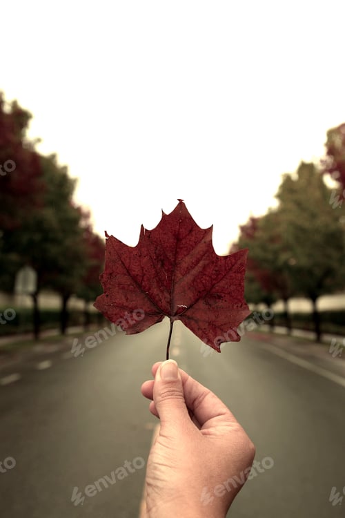 Preview: Leaf hand. Holding hand. Trees on road. Falling for you.