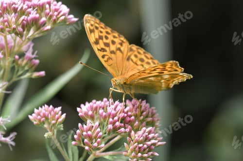Preview: Closeup macro of a butterfly on pink flowers