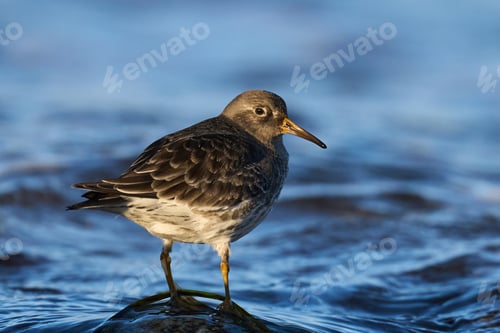Preview: Purple sandpiper (Calidris maritima)