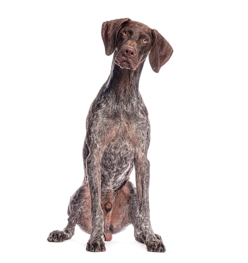 Preview: German shorthaired pointer sitting and tilting its head on white background