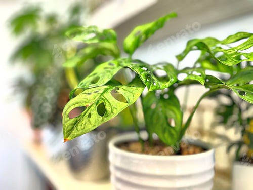Preview: Lovely lush Monstera plant growing indoors, houseplants, green thumb gardening background,