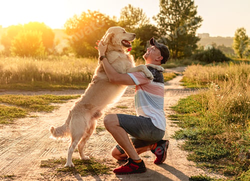 Preview: Golden retriever standing next to man