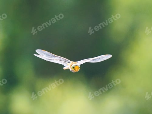 Preview: a dragonfly is flying high into the sky while the dragonfly flies low to