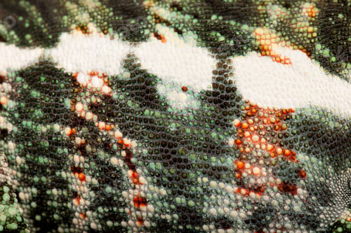 Preview: Close-up of Panther Chameleon Nosy Be skin, Furcifer pardalis