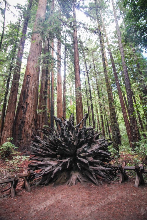 Preview: Root system of a fallen redwood in the forest. Surrounded by trees.