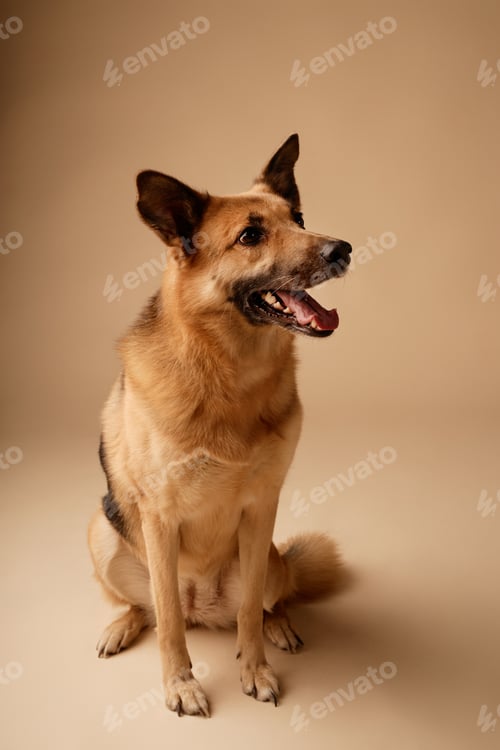 Preview: Sitting German Shepherd Studying Surroundings