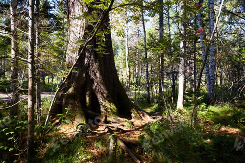 Preview: Dense forest on a summer day. A thick tree trunk