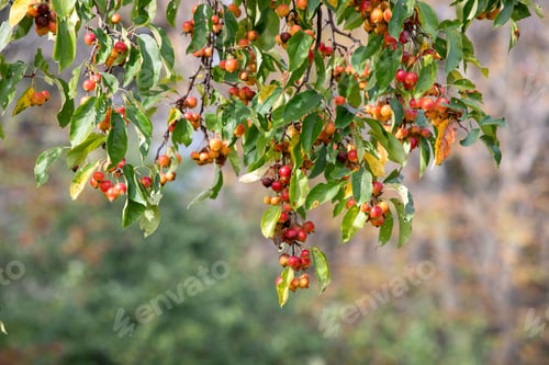 Preview: Closeup shot of a branch with clusters of red and yellow berries and green leaves