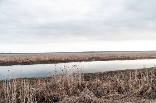Preview: Landscape of wetlands covered in greenery under a cloudy sky in the countryside