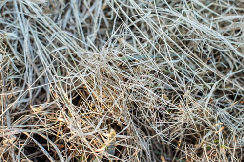 Preview: Beautiful natural background of dry grass in late autumn. Cold weather. Autumn sunbeam.