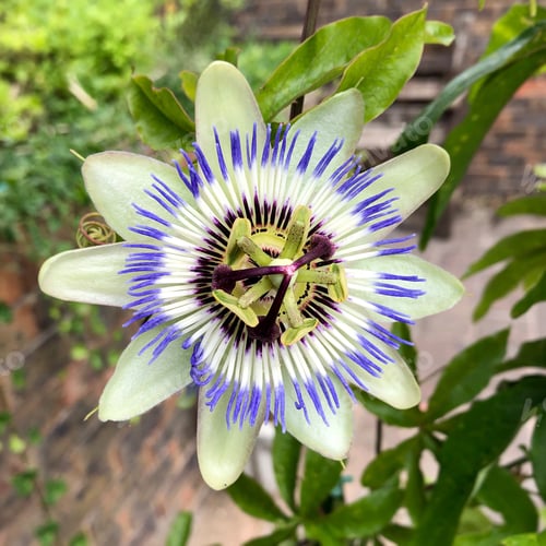 Preview: Blue Passion flower growing in the garden
