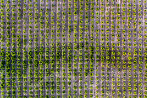 Preview: top view of a fruit tree plantation
