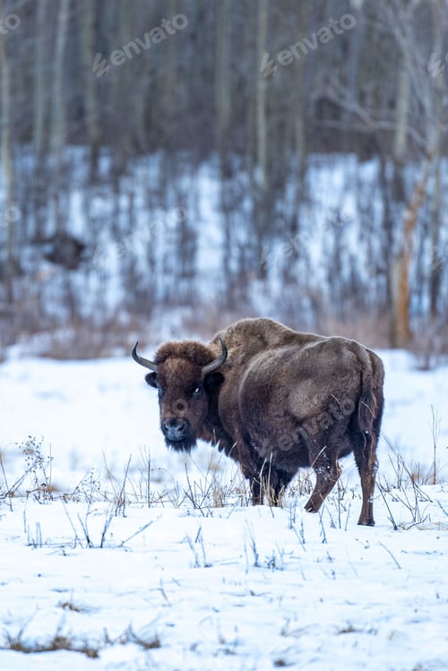 Preview: Bison walking through a picturesque snowy field in a winter forest landscape