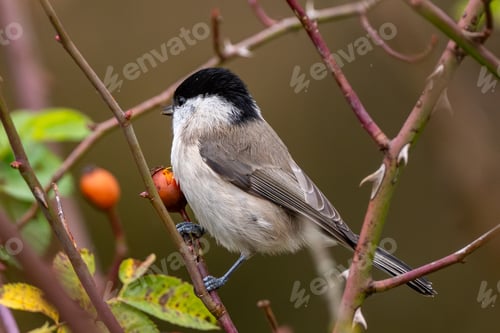 Preview: Willow Tit Sitting On Dog Rose Bush