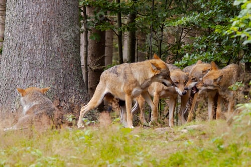 Preview: wolf, pack, togetherness, group, wilderness