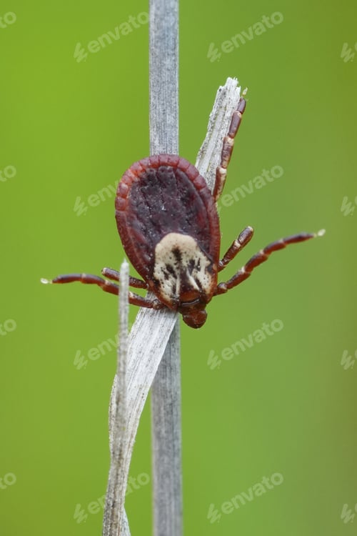 Preview: Extreme macro on a Dog tick pest species, Dermacentor species hanging in the grass