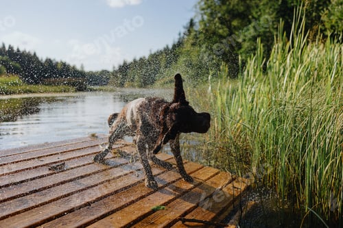 Preview: dog chocolate labrador retriever shakes off after jumping into lake from pier, pet waterfowl animal