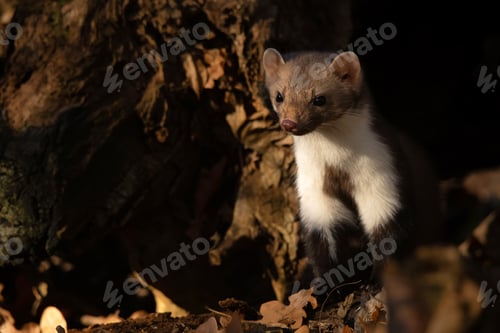 Preview: Beech marten or Martes foina also known as stone marten or white-breasted marten