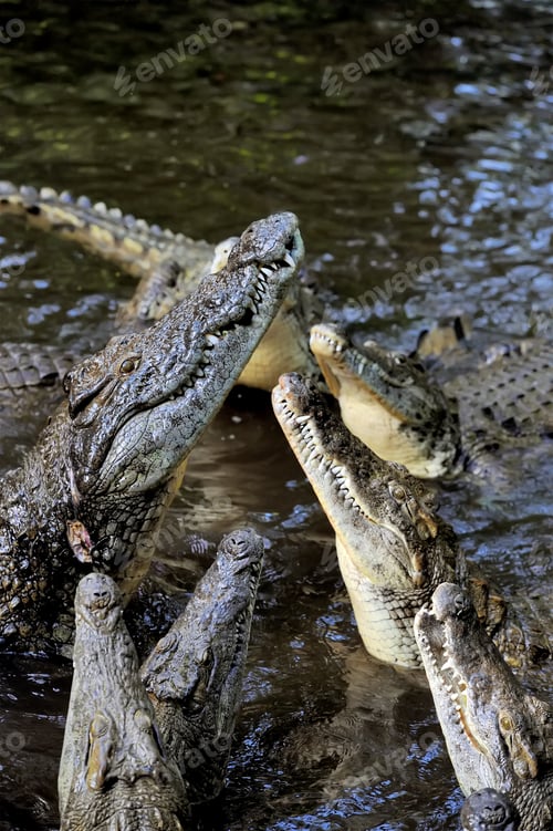 Preview: Crocodile in water. Kenya, Afrca