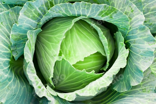 Preview: green cabbage
