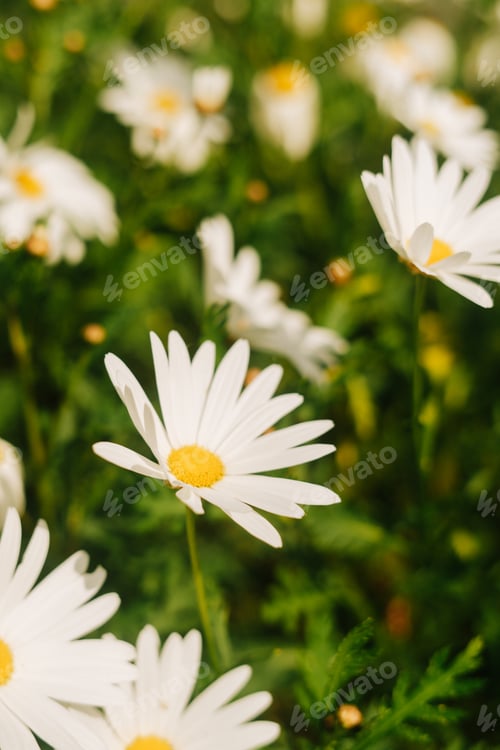 Preview: White daisies grouped on a single scrub