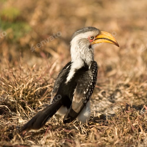 Vista previa: Southern Yellow-billed Hornbill - Tockus leucomelas