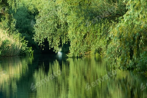Preview: beautiful bright green summer foliage reflecting in water in the delta