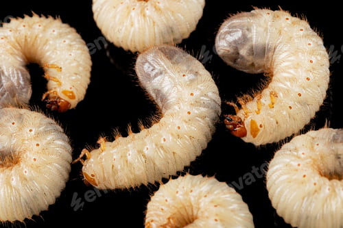 Preview: May beetle larvas, lat. Melolontha , Phyllophaga, isolated on black background