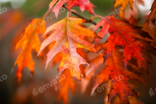 Preview: Detail of oak leaves in Autumn