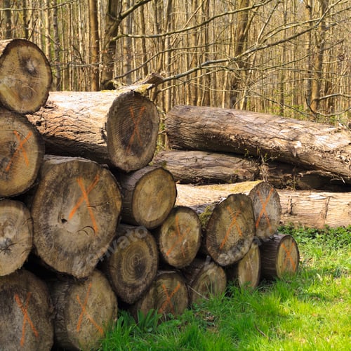 Preview: Tree logs in a forest stacked next to a pathway