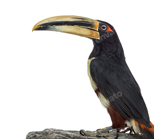 Preview: Pale Mandibled Aracari isolated on white