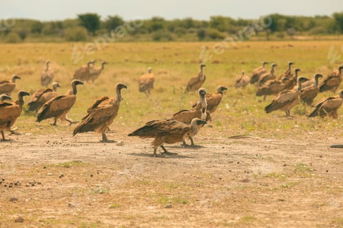 Preview: Vultures foraging on the open plains during a warm afternoon in Botswana\'s vast safari landscape