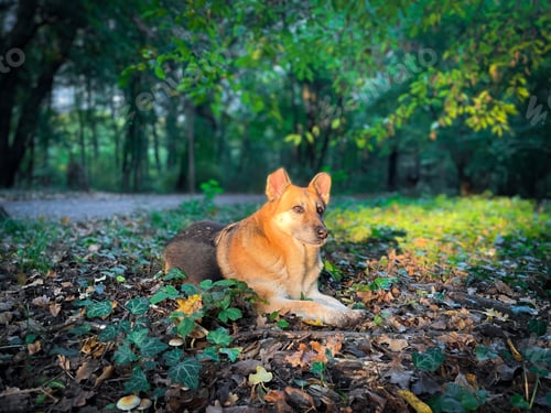 Preview: Portrait of German shepherd dog in the forest lying down on the ground in the bright sunlight