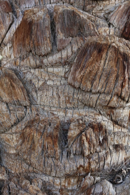 Preview: wooden palm tree background for design and decoration