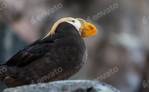 Preview: Puffin
