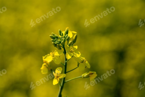 Preview: Rape plant and flowers in close-up. Cultivation of rapeseed.