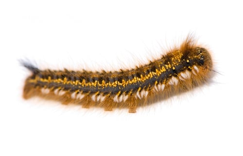 Preview: Caterpillar