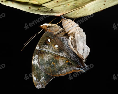 Preview: butterfly and cocoon