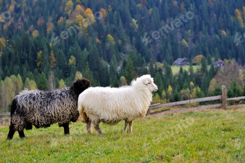 Preview: Sheep on a pasture against the background of autumn mountains