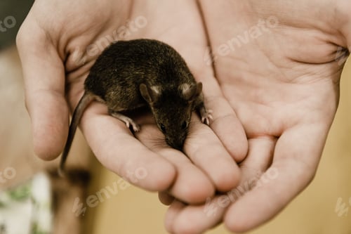 Preview: cropped view of man holding small mouse in hands