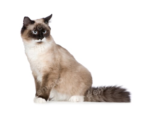 Preview: Birman (1 years)