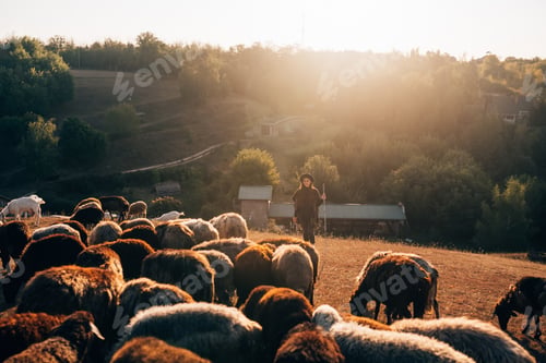 Preview: Female shepherd and flock of sheep at a lawn