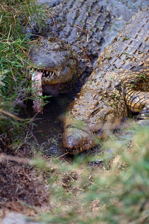 Preview: Nile crocodiles fighting for pieces of meat against each other, Zambia