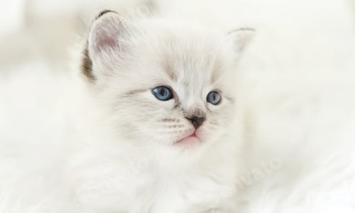 Preview: Nice Small Ragdoll Kitten'S Muzzle Is Seen