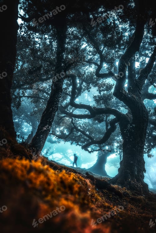 Preview: Enchanted Forest with Hiker in Mist