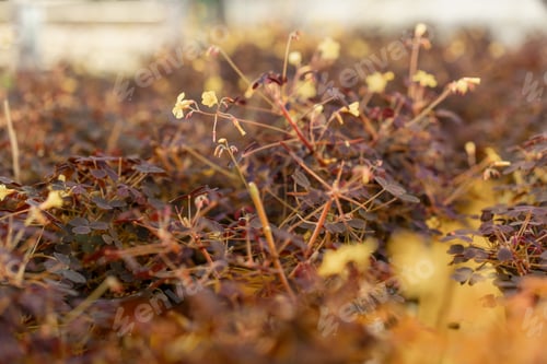 Preview: Close-up of growing fresh microgreens in an indoor vertical garden Small business of sorrel sour