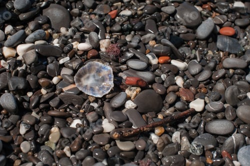 Preview: a small shell with a pearly sheen on a wet pebble