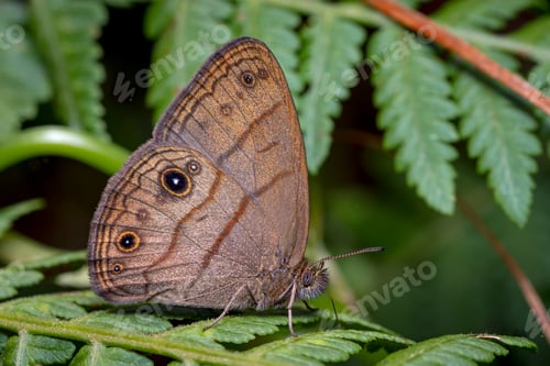 Preview: Butterfly perched on the fern quietly