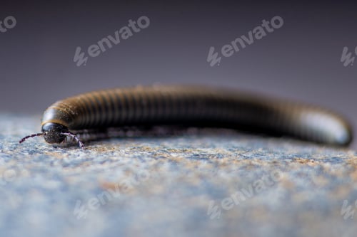 Preview: Close-up of a millipede walking